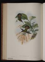 Rufous-breasted Hermit plate 8