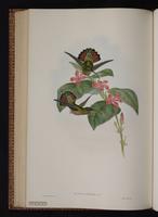 Rufous-breasted Hermit plate 7