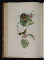 Rufous-breasted Hermit plate 6