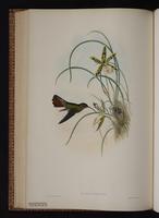 Rufous-breasted Hermit plate 5