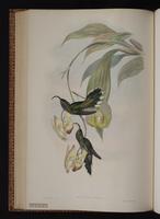 White-tipped Sicklebill plate 3