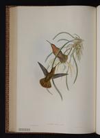 Saw-billed Hermit plate 2