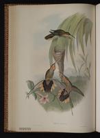 Saw-billed Hermit plate 1
