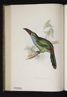 Pteroglossus haemanotus plate 33