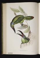 Pteroglossus derbianus plate 31