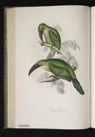 Pteroglossus sulcatus plate 32