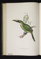 Pteroglossus pavoninus plate 30