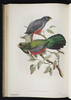 Amazonian white-tailed trogon; White-tailed trogon plate 30