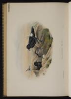 European Storm-Petrel; Océanite tempête plate 86