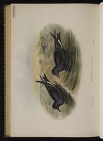 Leach's Storm-Petrel; océanite cul-blanc, Paíño de Leach plate 85