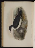 Manx Shearwater; puffin des anglais plate 84