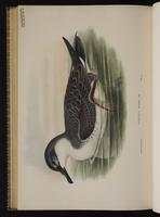 Great Shearwater; Greater Shearwater, Pardela mayor, puffin majeur plate 83