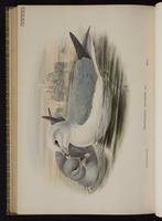 Northern Fulmar; fulmar boréal, Fulmar norteño plate 82