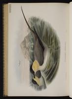 Long-tailed Jaeger; abbe à longue queue, Salteador cola larga plate 81