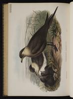 Parasitic Jaeger; labbe parasite, Salteador parásito plate 80