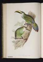 Pteroglossus prasinus plate 29