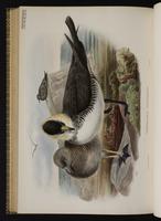 Pomarine Jaeger; Pomarine Skua, labbe pomarin, Salteador pomarino plate 79