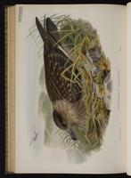 Great Skua plate 78