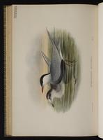 Black Tern plate 77