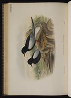 White-winged Tern; guifette leucoptère plate 76