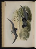 Black Tern; Charrán negro, guifette noire plate 75