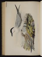 Gull-billed Tern; Charrán pico grueso plate 74