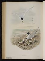 Little Tern plate 73