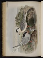Arctic Tern; Charrán ártico, Sturnus plate 72