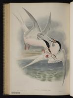 Arctic Tern; Charrán ártico, Sturnus plate 71