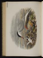 Common Tern; Charrán común, Sturnus plate 70