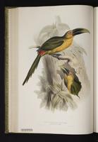 Pteroglossus bailloni plate 28