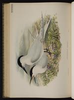 Sandwich Tern; Charrán de SandwichSandwich Tern plate 69