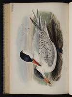 Caspian Tern; Charrán caspia, Sturnus plate 68
