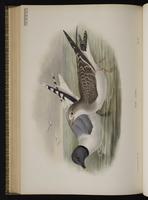Gaviota cola hendida; mouette de Sabine, Sabine's Gull plate 67
