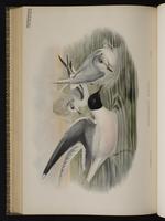 Little Gull; Gaviota mínima, mouette pygmée plate 66