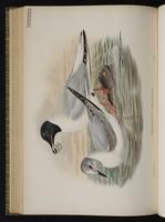 Bonaparte's Gull; Gaviota de Bonaparte, mouette de Bonaparte plate 65