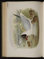 Black-headed Gull; Common Black-headed Gull, Gaviota encapuchada, mouette rieuse plate 64