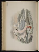 Ross's Gull plate 63