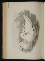 Ivory Gull; mouette blanche plate 62