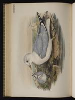 Mew Gull; Gaviota cana, goéland cendré plate 60