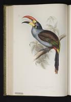 Pteroglossus hypoglaucus plate 27