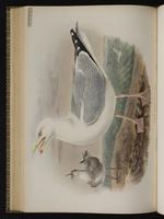 Herring Gull; Gaviota plateada, goéland argenté plate 59
