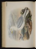 Iceland Gull plate 58