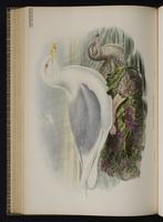 Glaucous Gull; Gaviota blanca, goéland bourgmestre plate 57