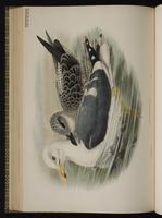 Gaviota sombría; goéland brun, Lesser Black-backed Gull plate 56