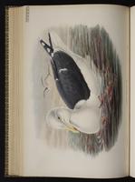 Great Black-headed Gull plate 55