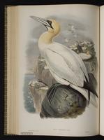Northern Gannet plate 54