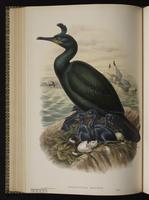 Phalacrocorax aristotelis plate 53
