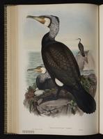 Great Cormorant; grand cormoran plate 52