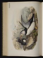Atlantic Puffin; macareux moine plate 51